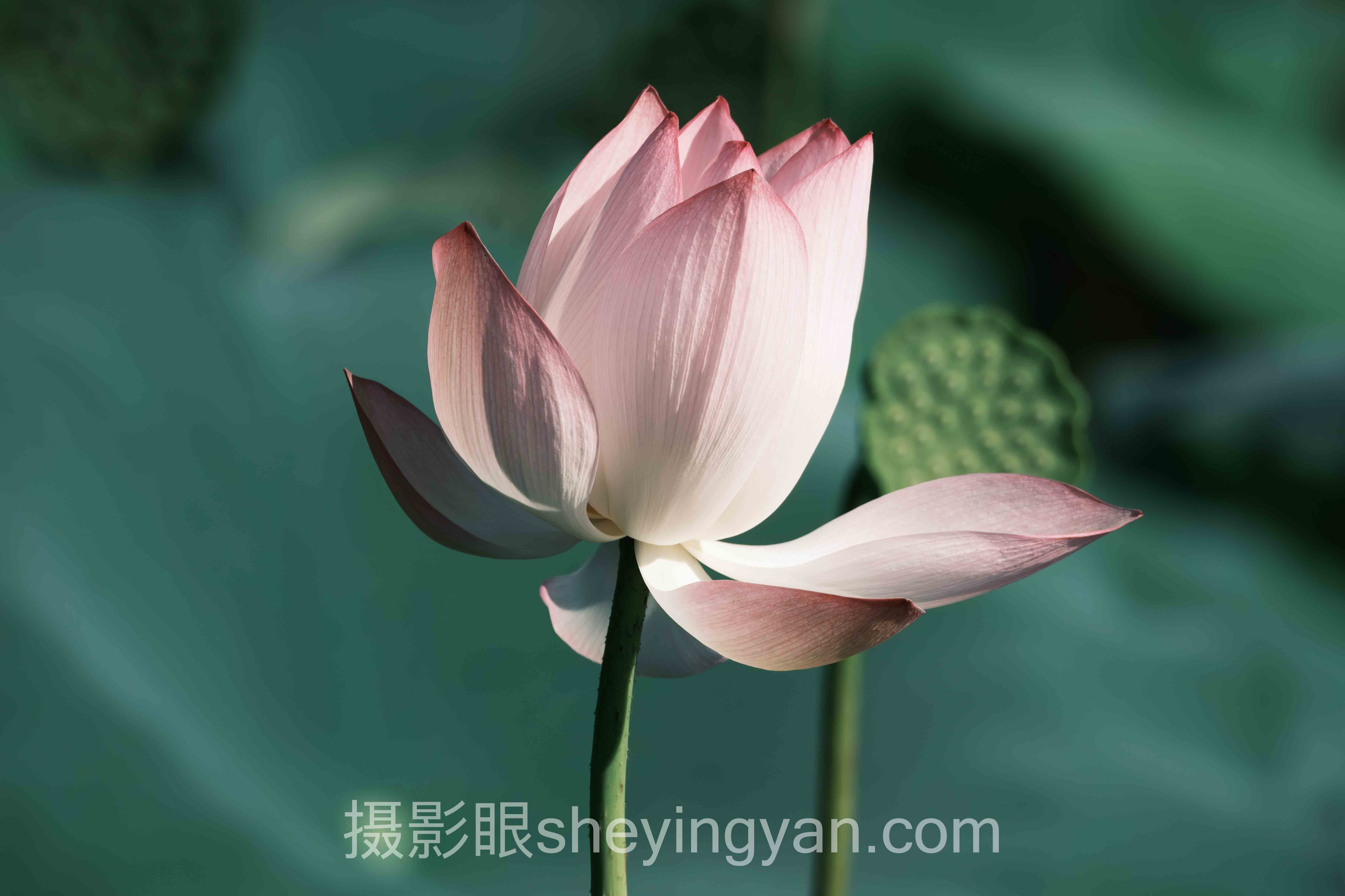 AI照片打分系统7个争议：你的审美被算法绑架了吗？