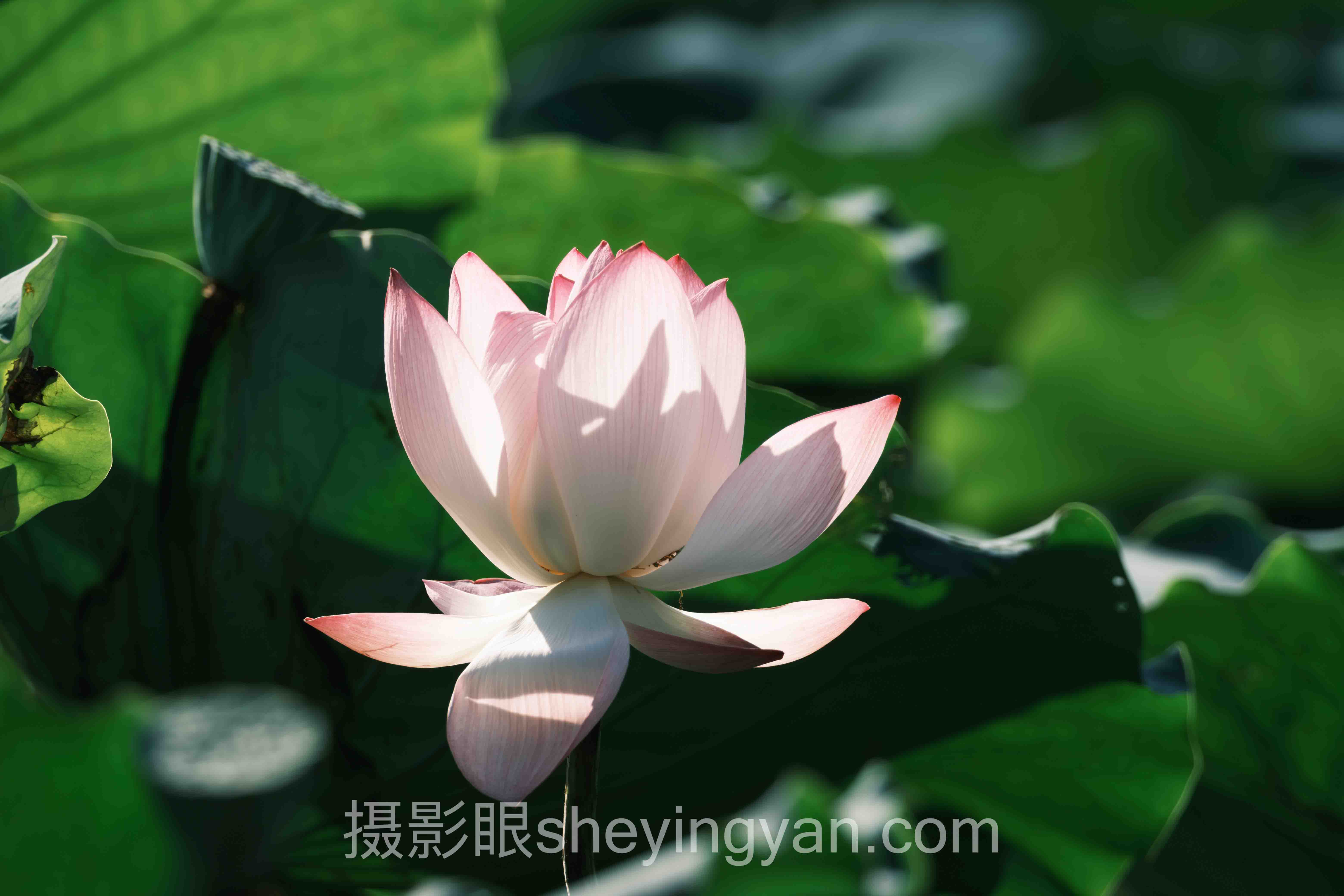 2025年摄影审美网站数据报告：AI照片评分关键趋势与洞察