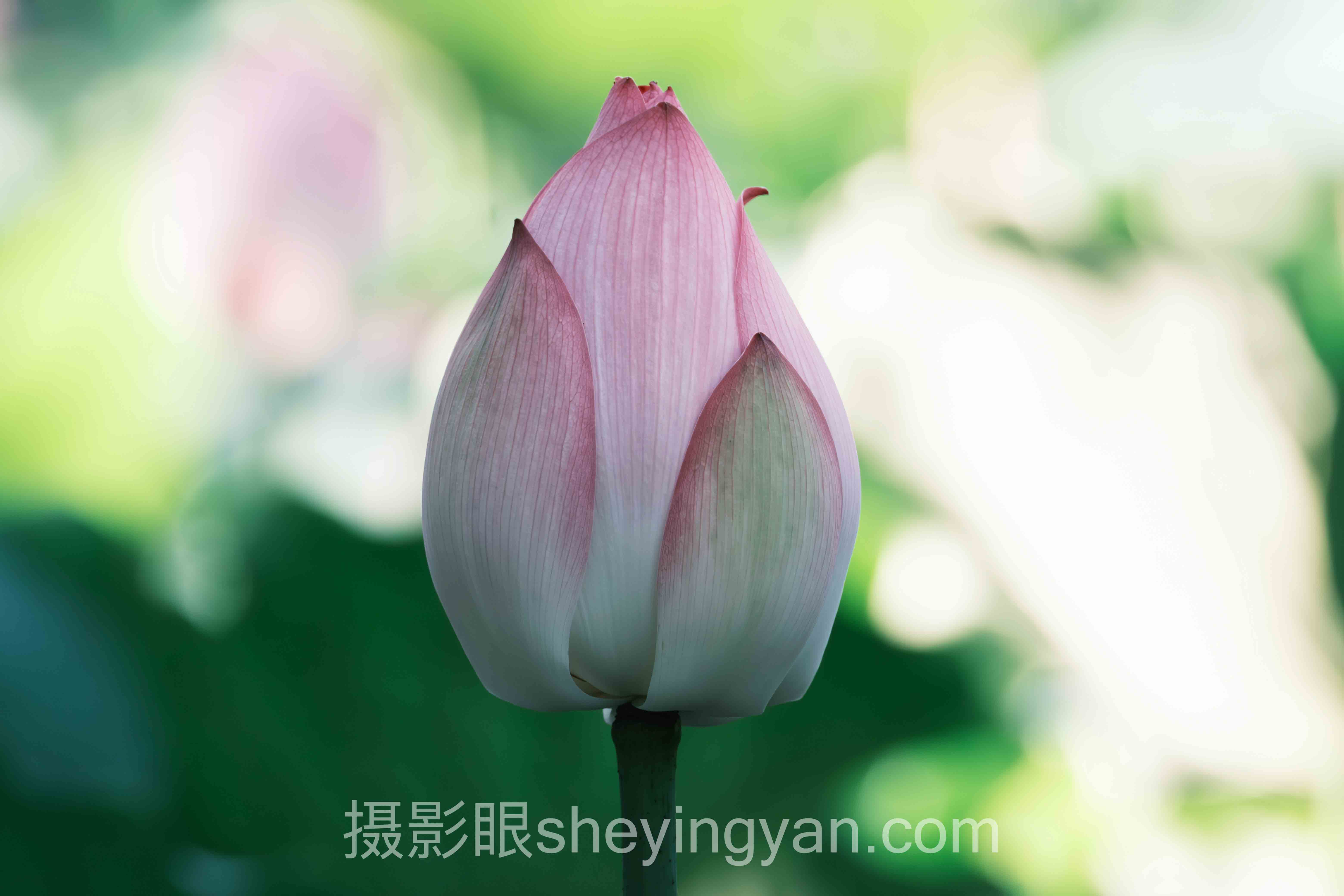 2024年照片点评工具在线使用数据报告：关键趋势与洞察