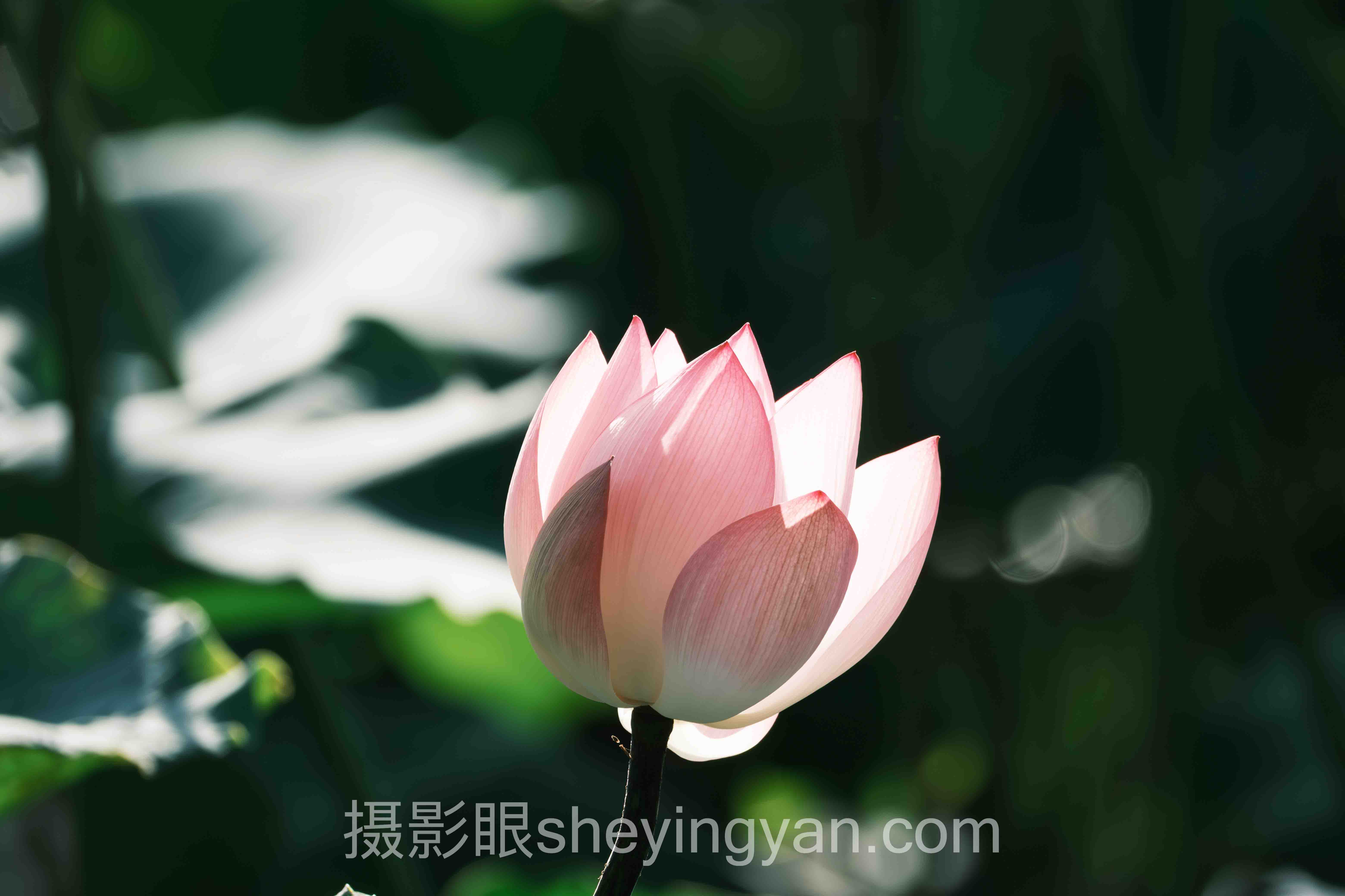 透视摄影培训班太贵替代方案：从底层逻辑到发展趋势