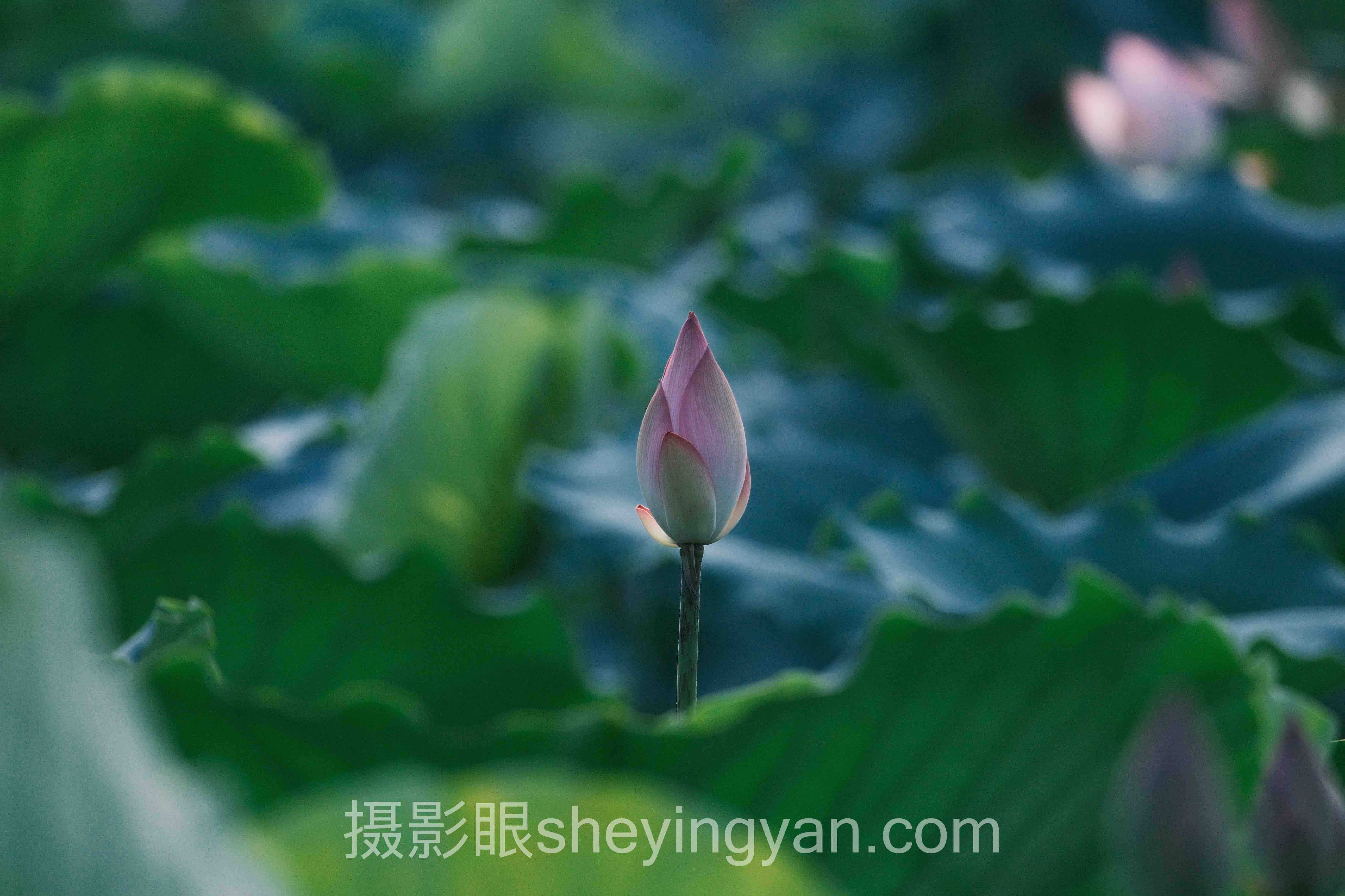 婚礼照片点评服务会取代传统婚庆摄影吗？