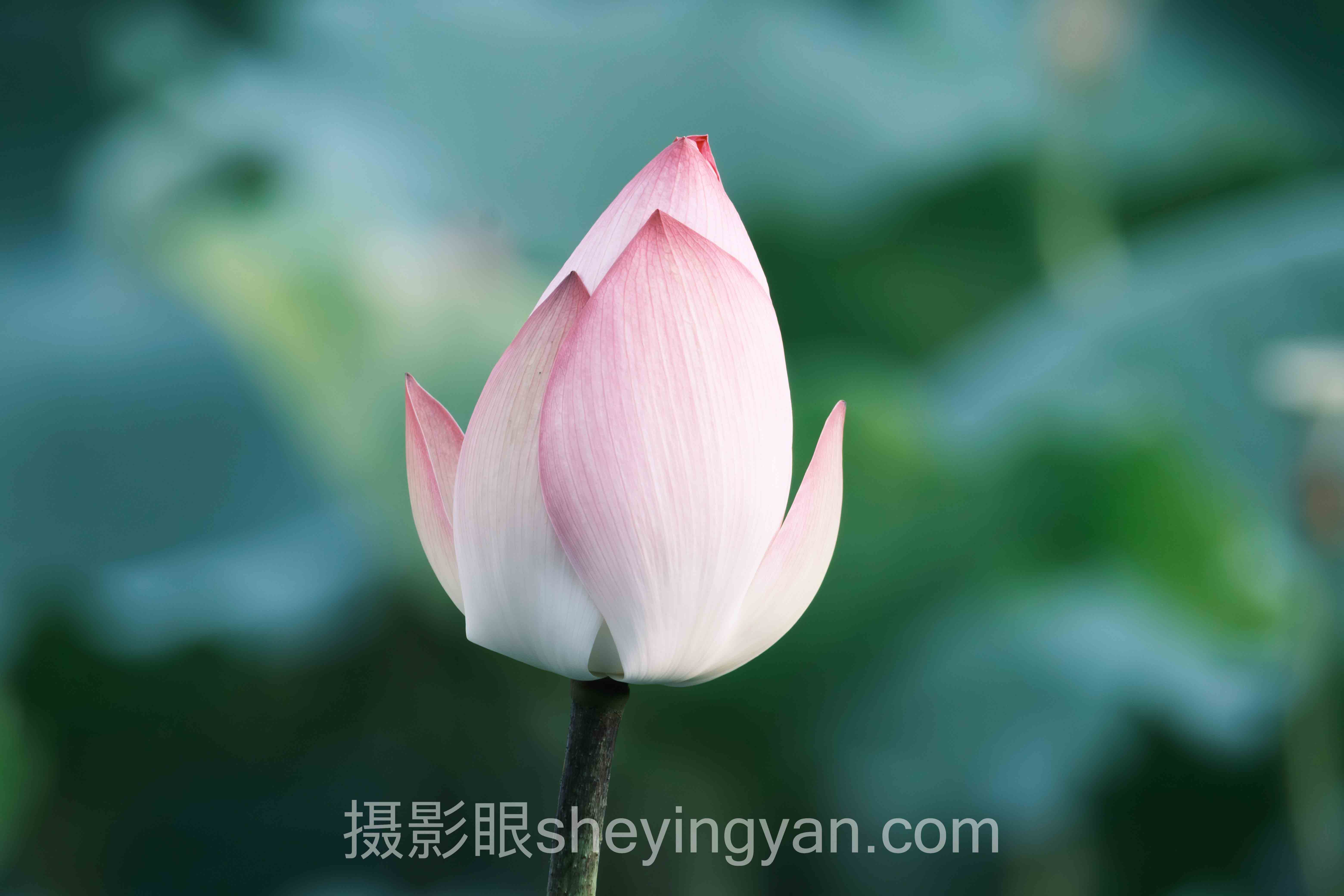 对话行业专家:看懂AI照片评分与照片点评的关键洞察与前瞻