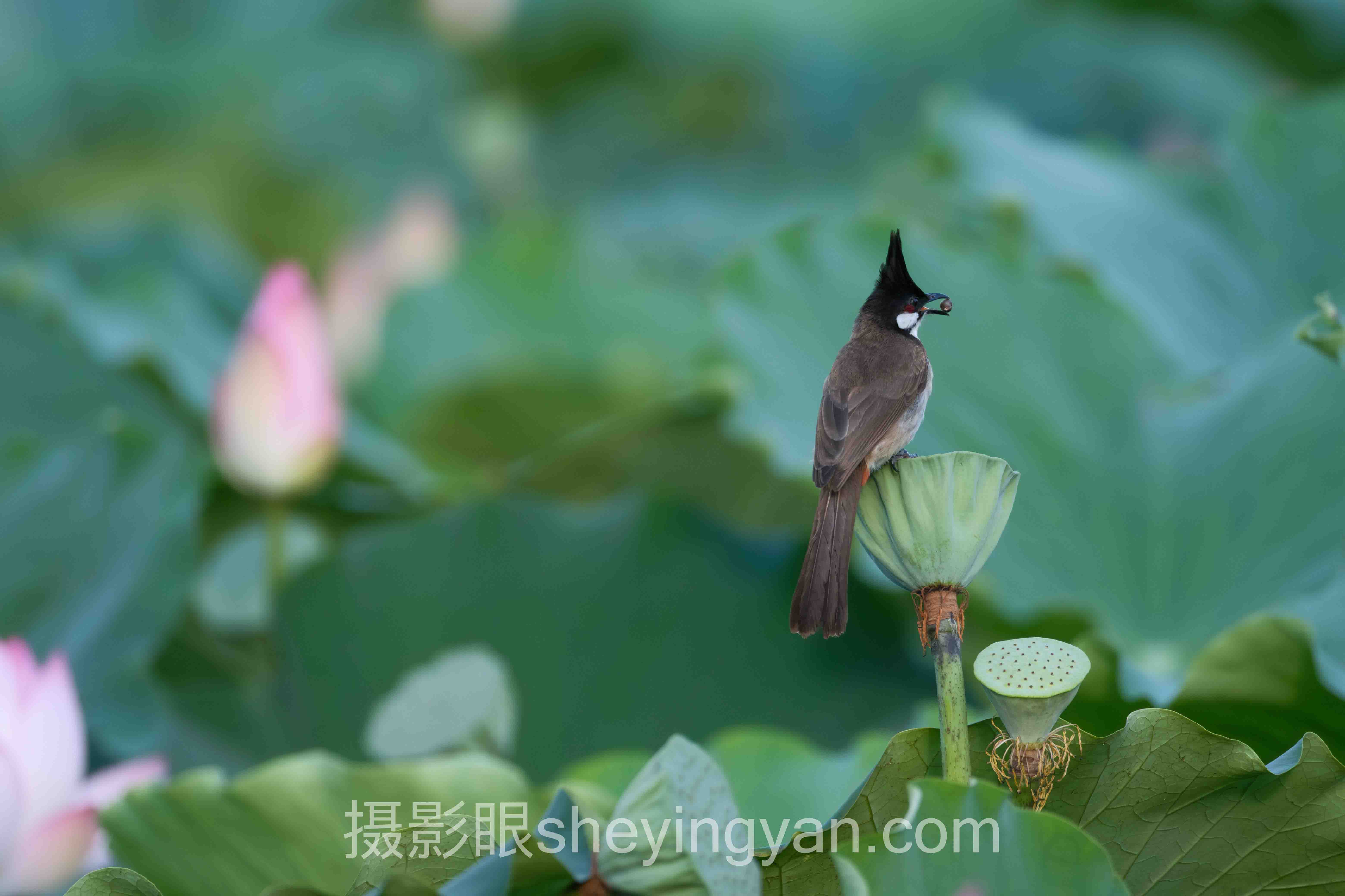 旅行照片点评