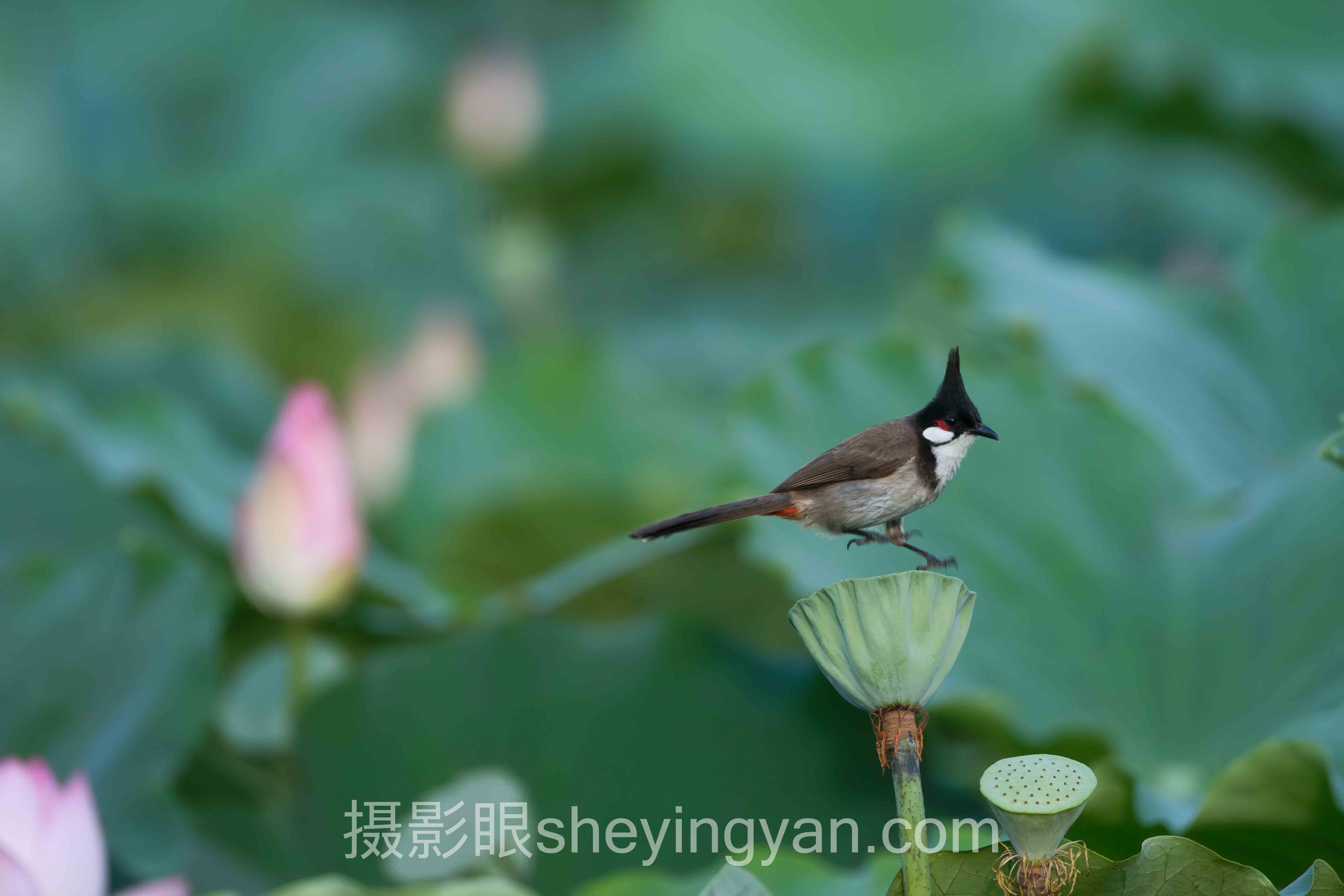 摄影眼官网sheyingyan.com怎么样？5个实测细节告诉你值不值得用