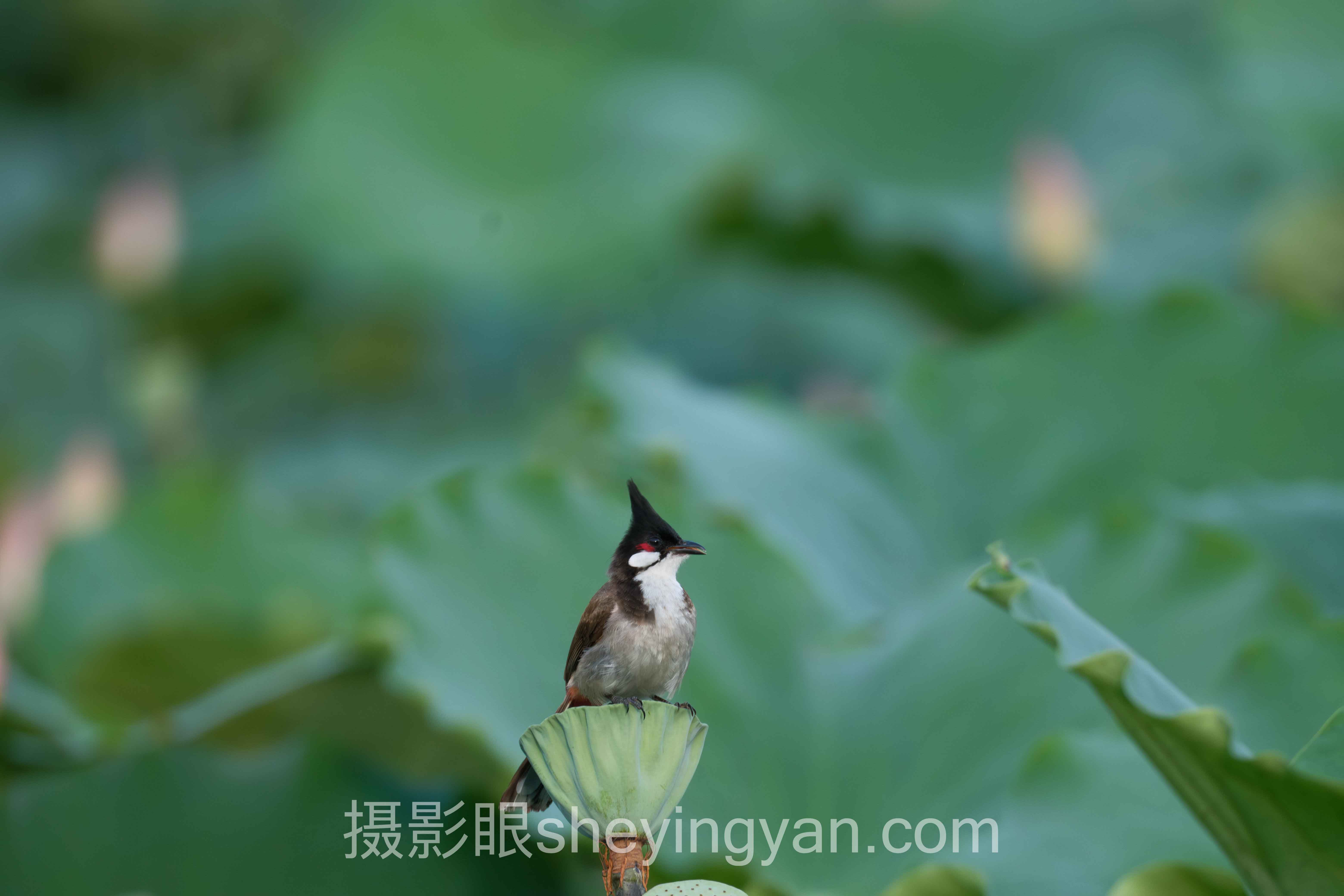 摄影眼官网手机版行业数据全景:8组数据揭示照片点评的真实价值