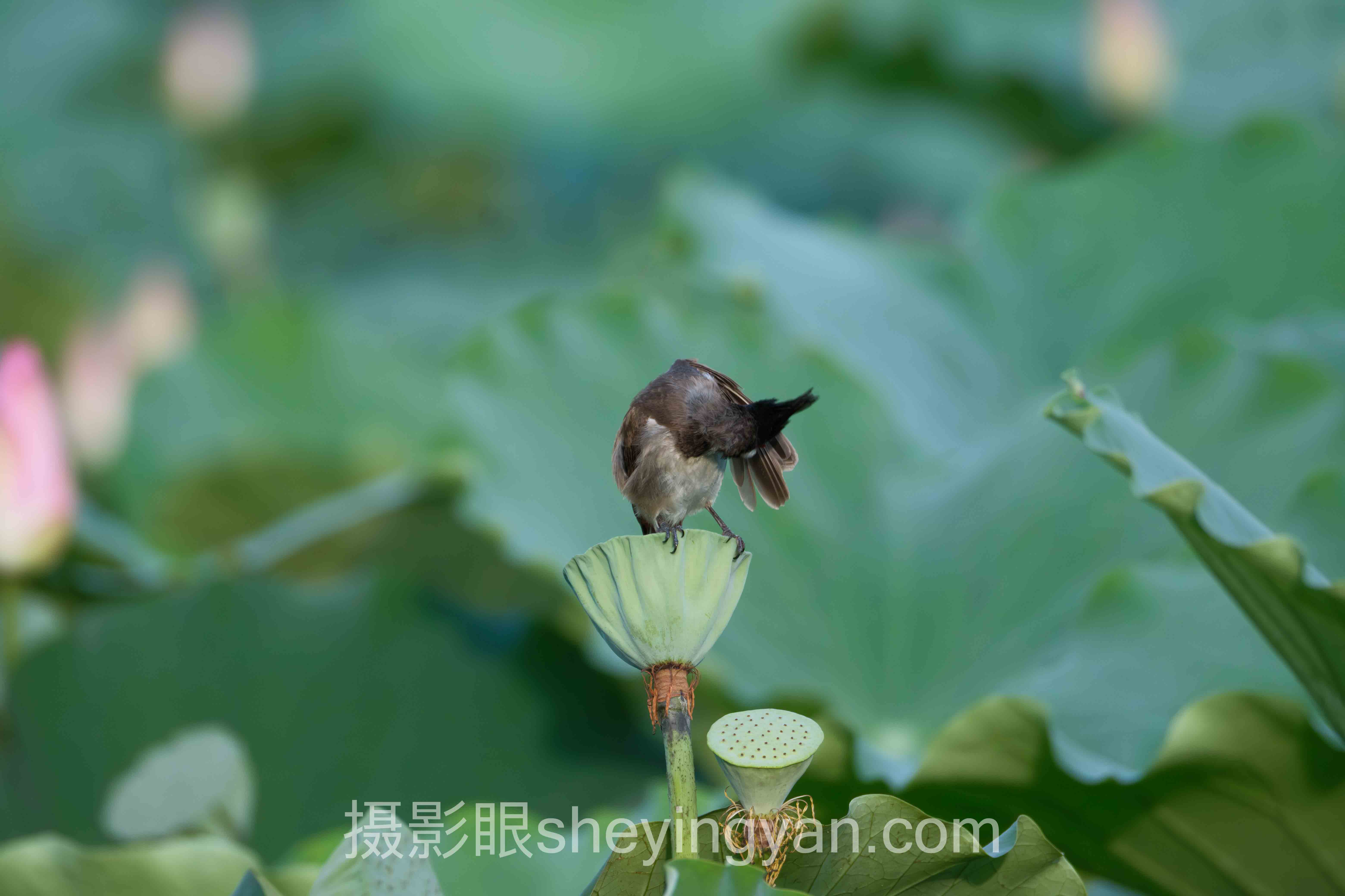 摄影眼平台小程序主流方案横向对比:哪个更适合你?