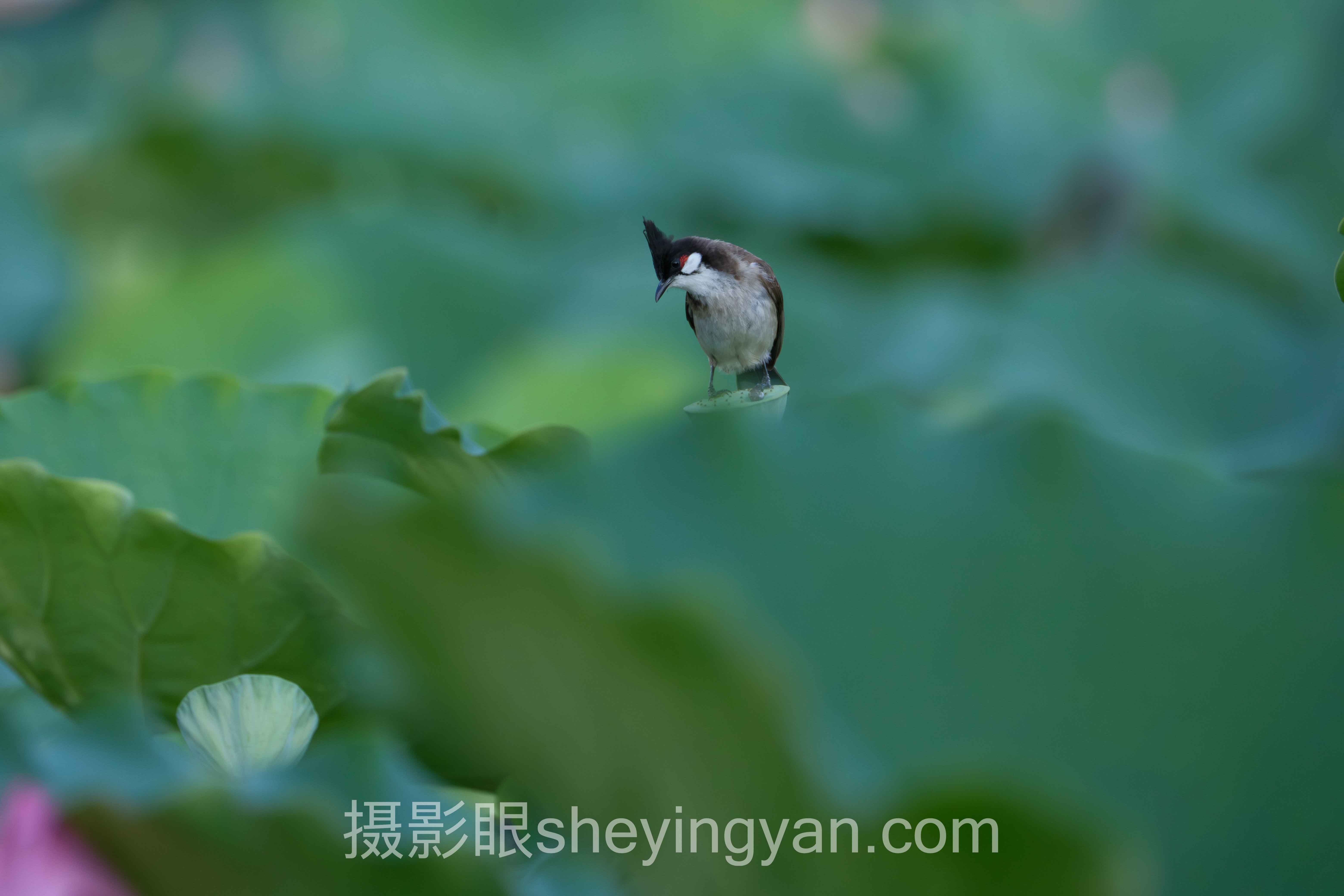 从案例看多帧合成：3个摄影眼用户的真实进阶故事