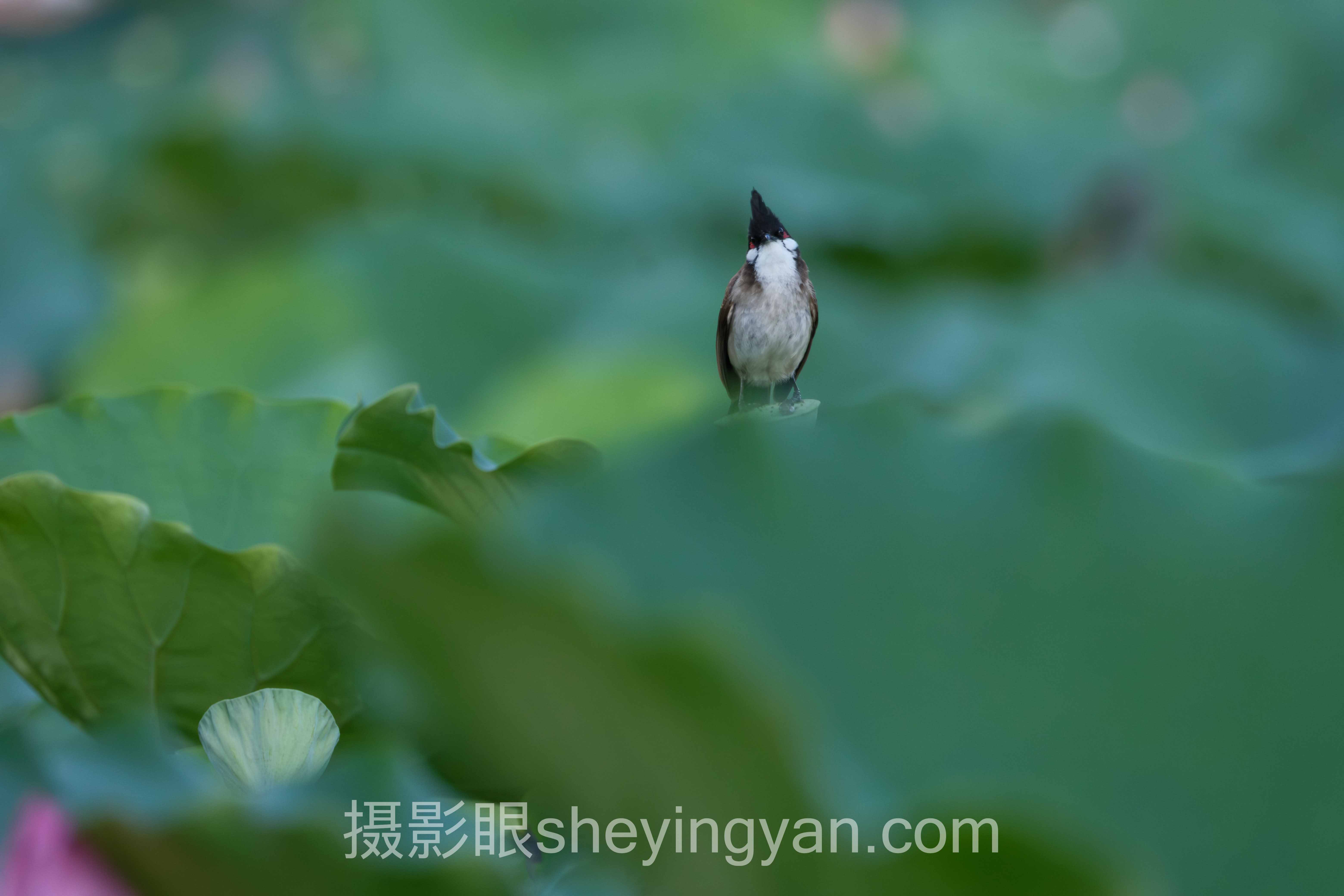 专业照片点评平台：从新手到高手的3个实战案例