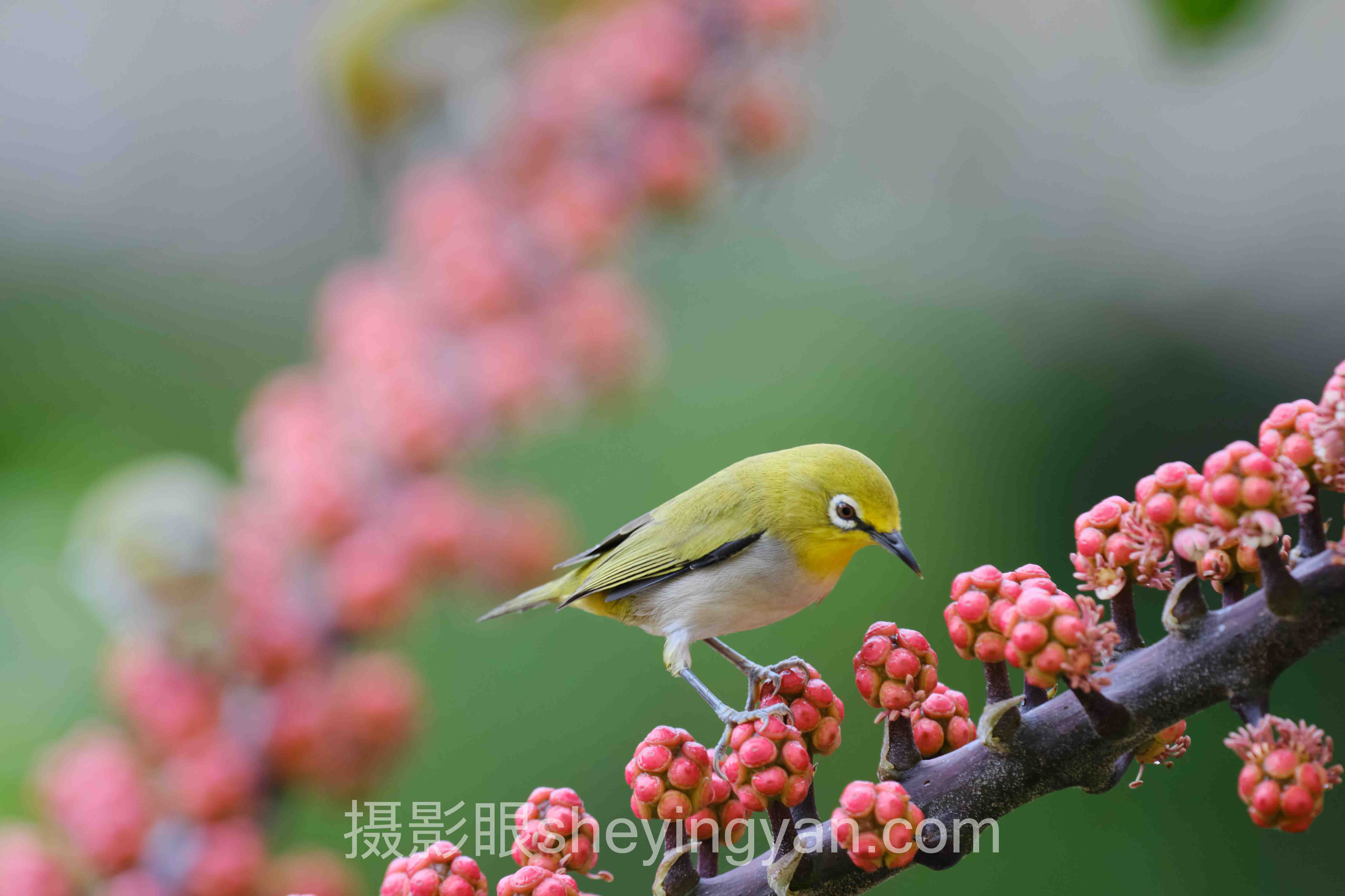 AI照片打分系统7个争议：你的审美被算法绑架了吗？