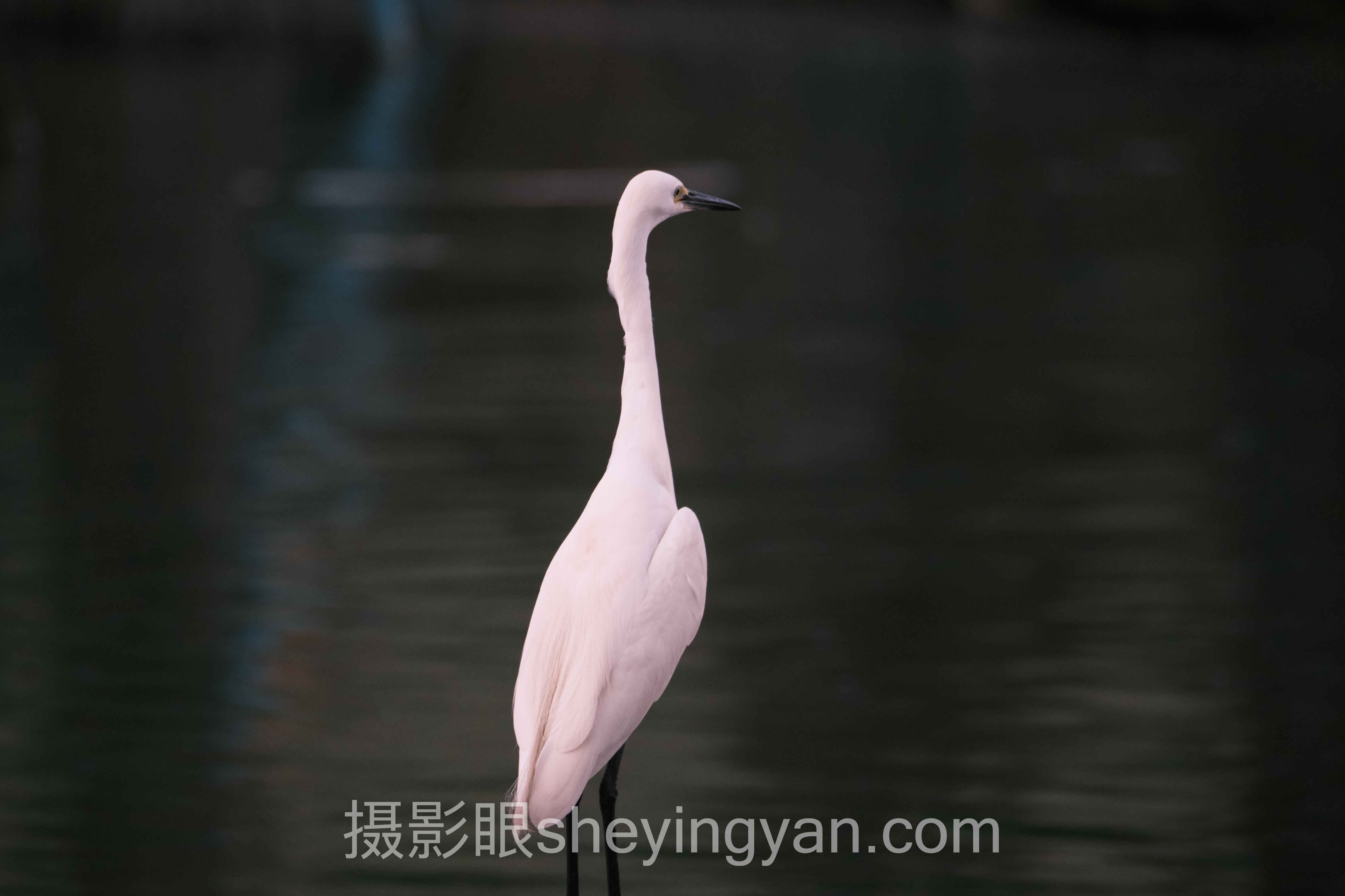 照片点评老师实战案例拆解：3个成功实践的共同规律