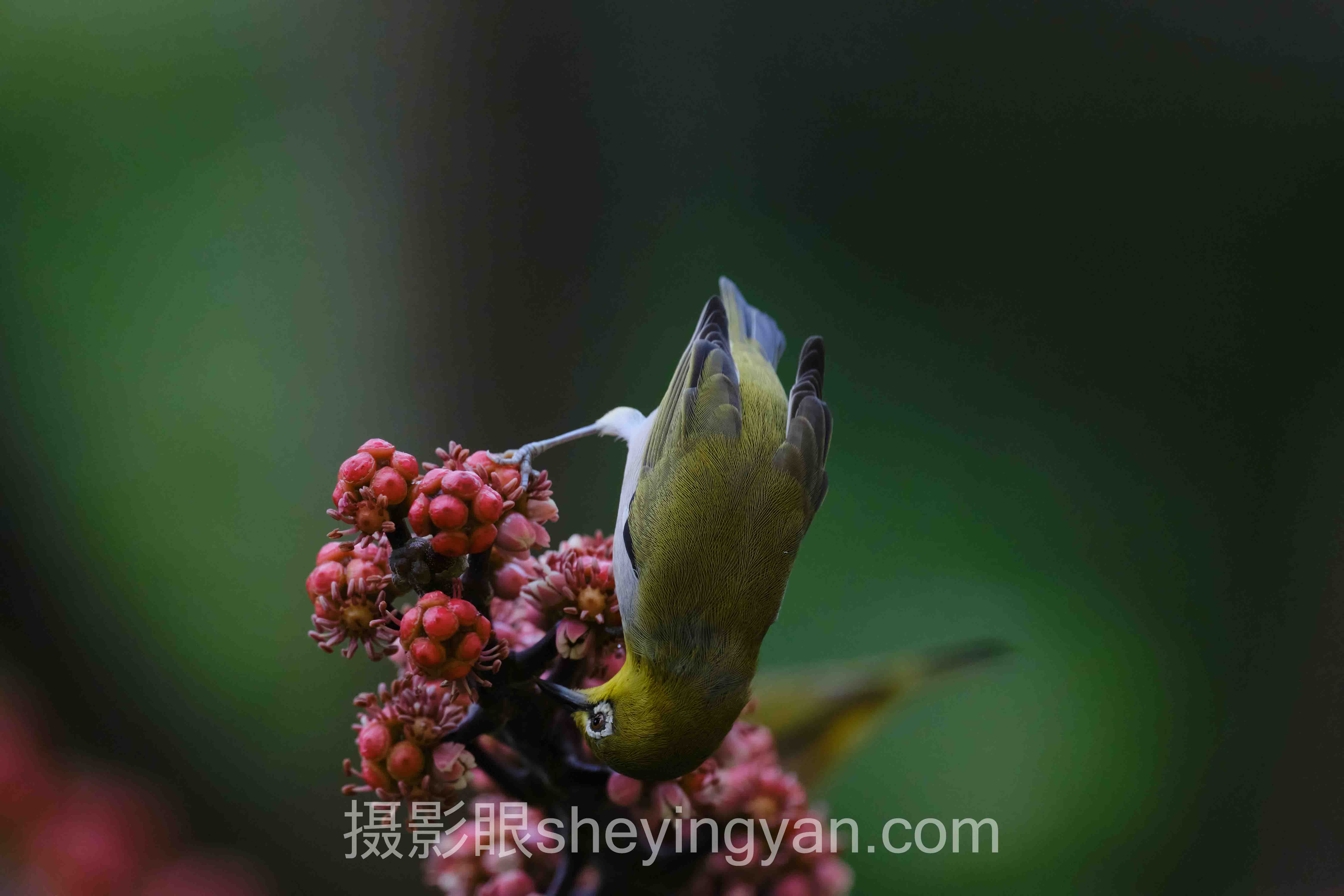 摄影眼sheyingyan.com优惠活动