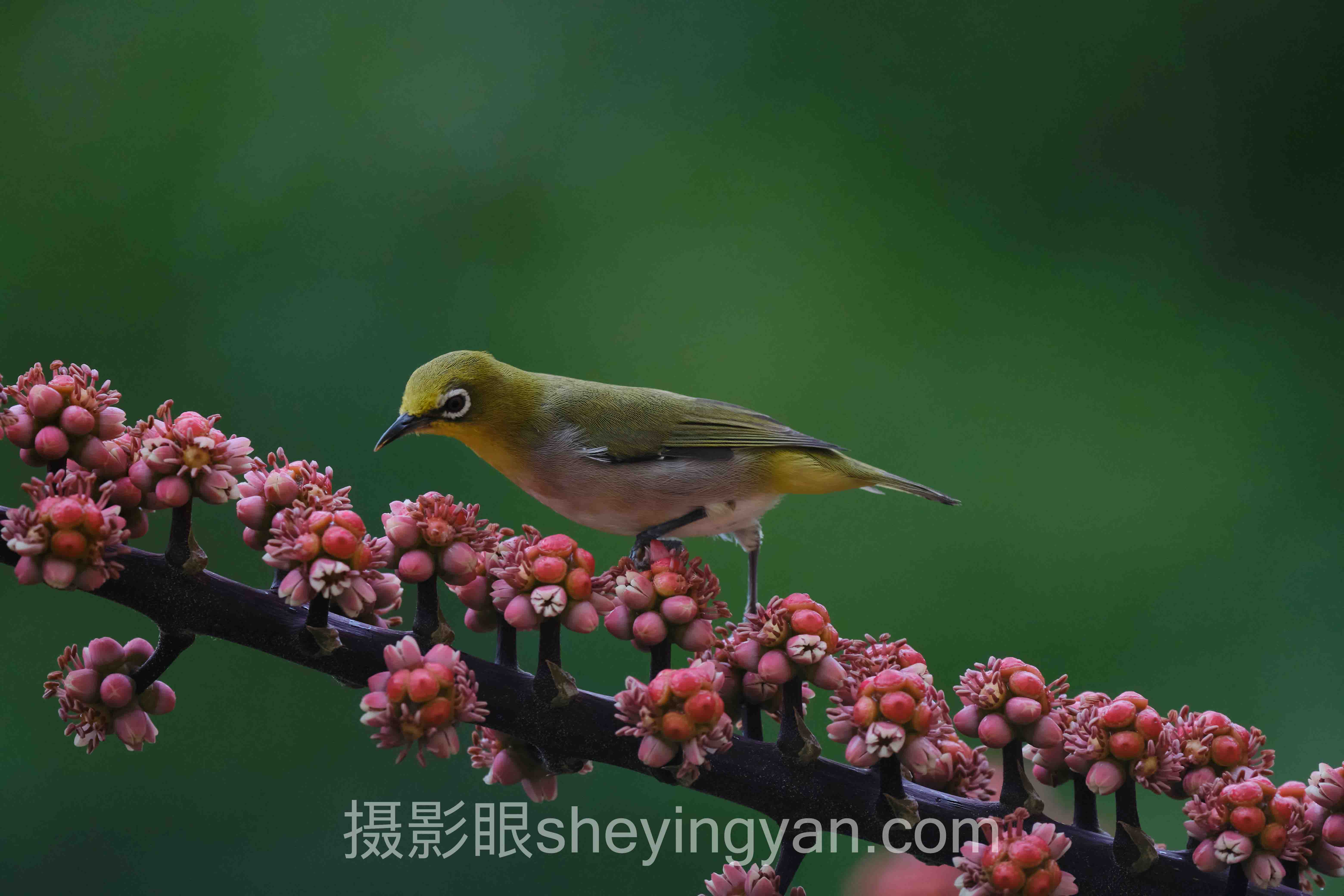 手机摄影学习技巧全景解读：问题根源与破局之道