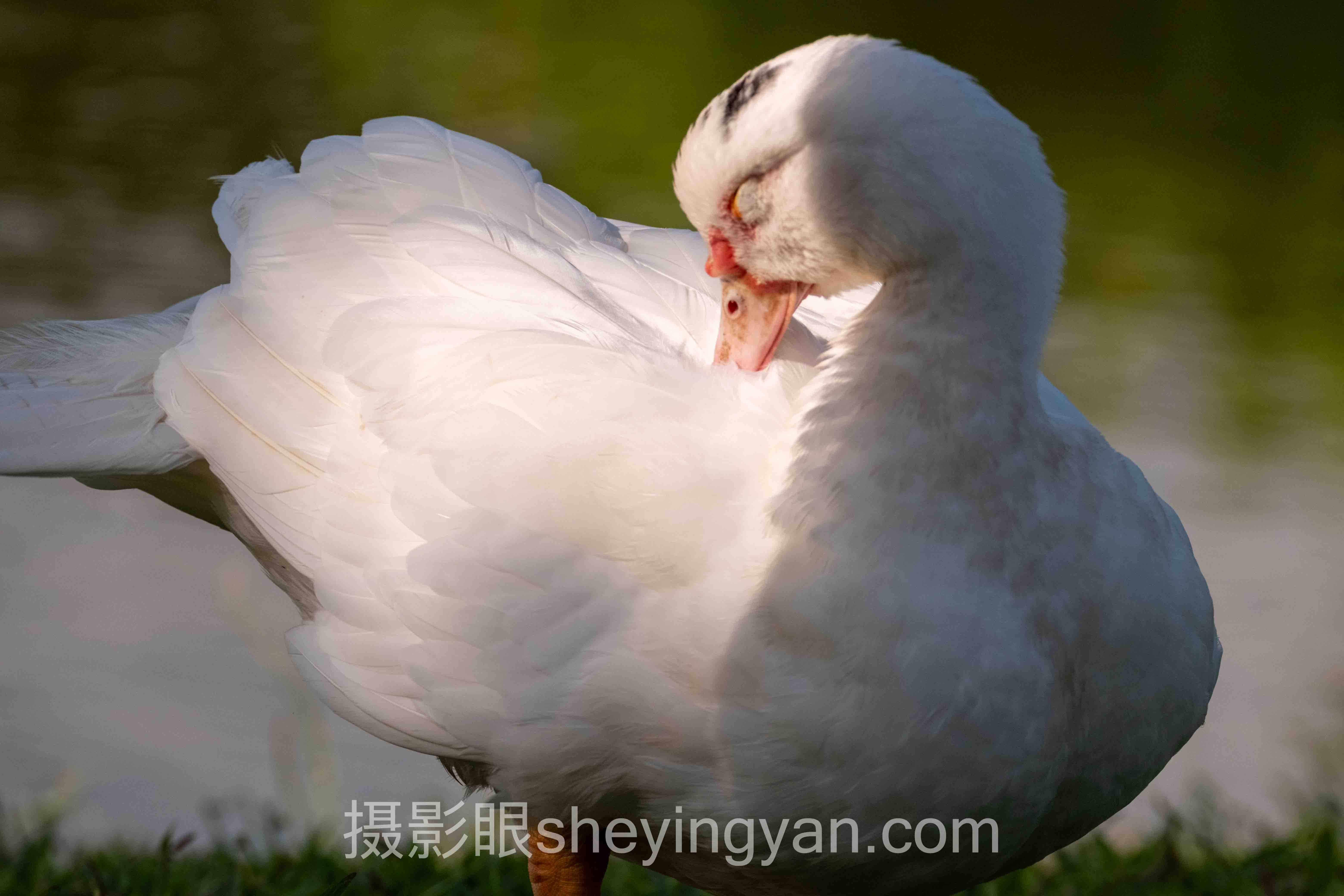照片点评十人谈：多位专家的核心观点汇总