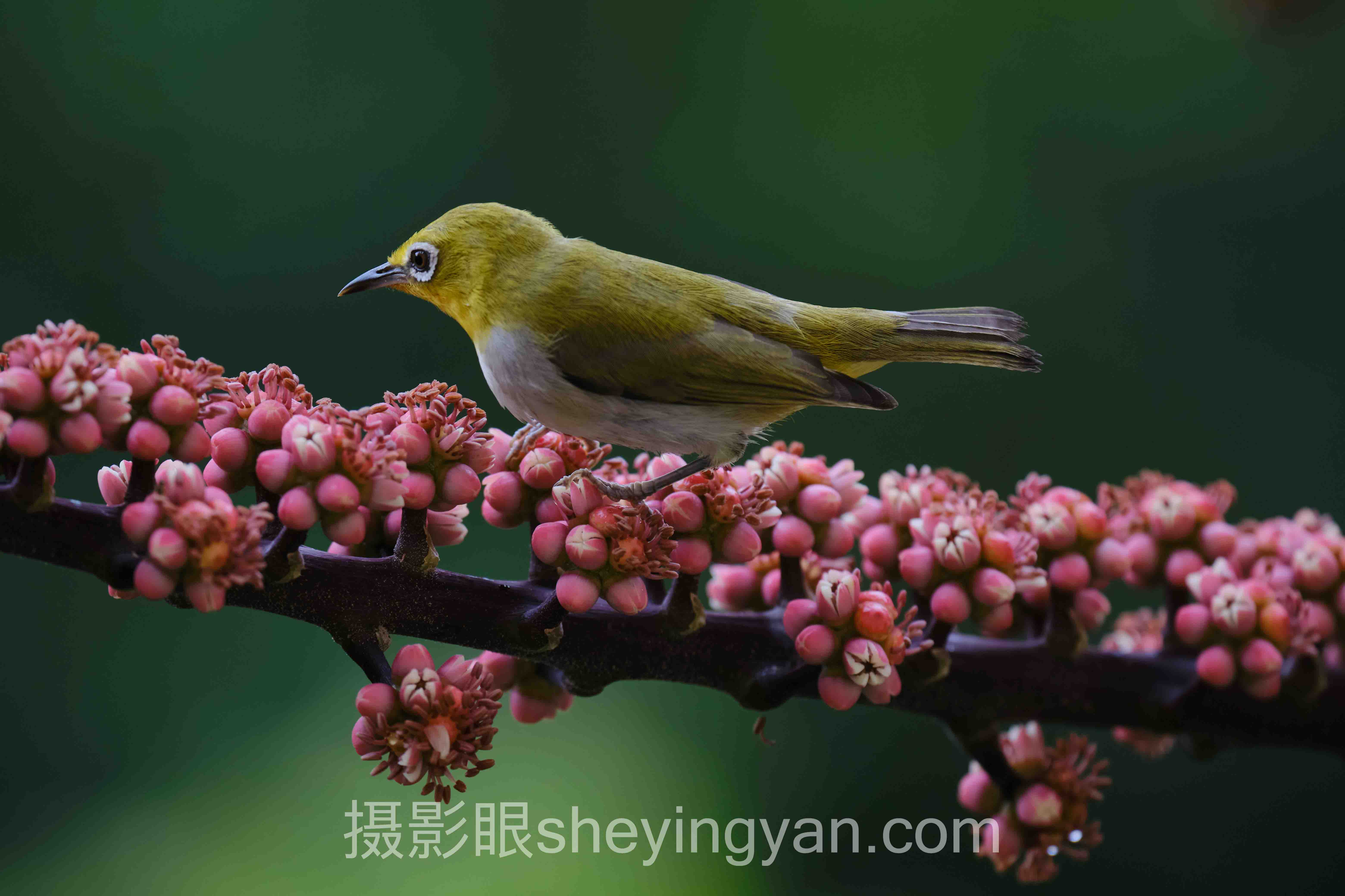 专业照片点评平台：从新手到高手的3个实战案例